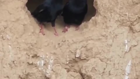 red-billed jay in love