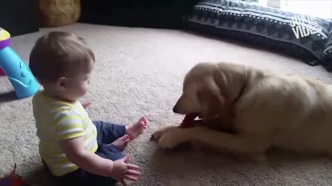 Cute Baby Playing With Dogs