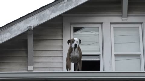 Dog Finds Its Way On The Roof Of A House