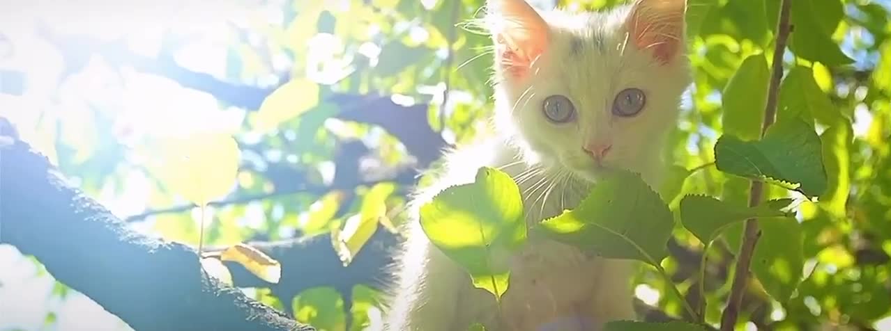 The lovely white cat on the branch looked curiously at the unknown