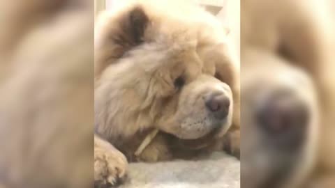 Chow Chow is eating cookies, wondering where his eyes are