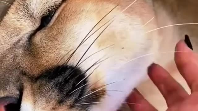 Big Cat Chin Scratches & Boops!