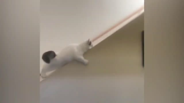 Silly Cat Slips From Stairway Falls Downward