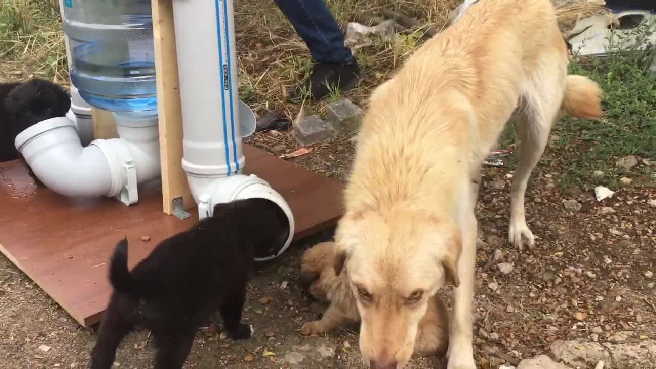 We Made Waterer and Feeder for Abandoned Puppies