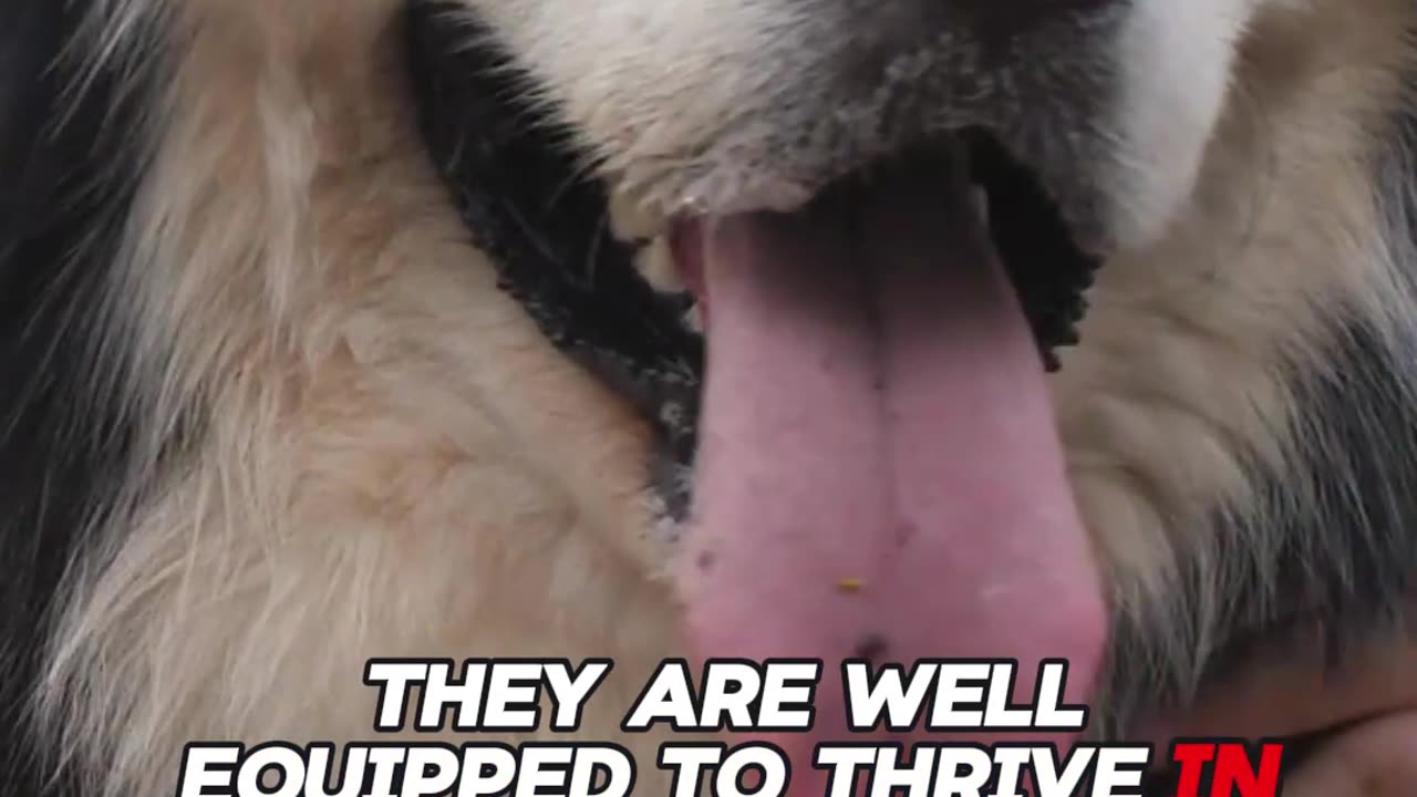 Alaskan Malamutes: The Untold Truth! #shorts #dogs