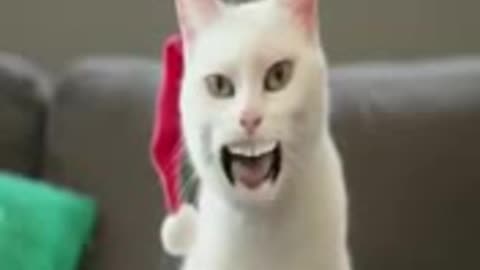 Funny Cat