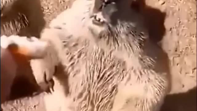 Feeding the groundhog, the two of them almost fought over the food