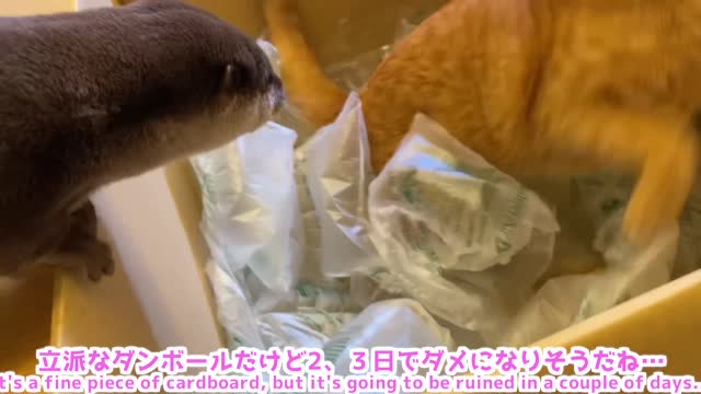 Otter and cat frolicking in a very large cardboard box.