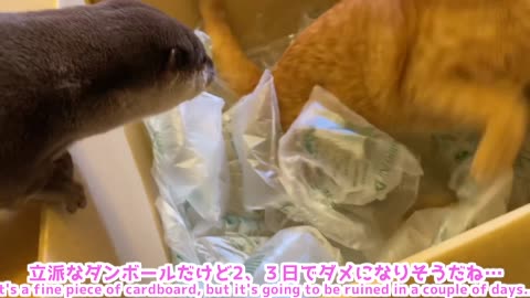Otter and cat frolicking in a very large cardboard box.