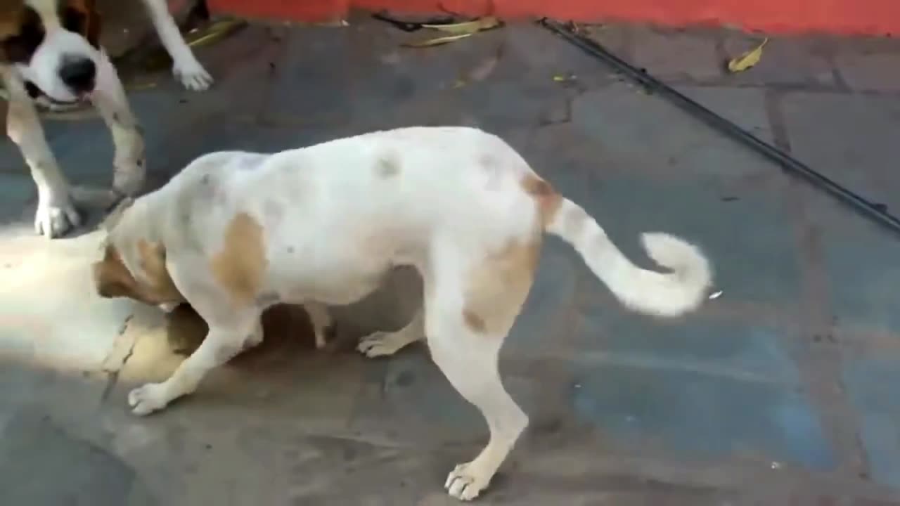 Monkey vs Dog ( Monkey funny video )