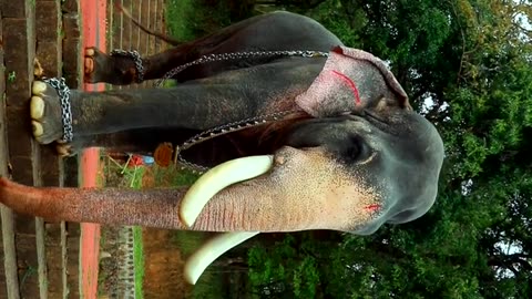 Ayyappan 😍 #elephant #keralaelephant #shorts #aana