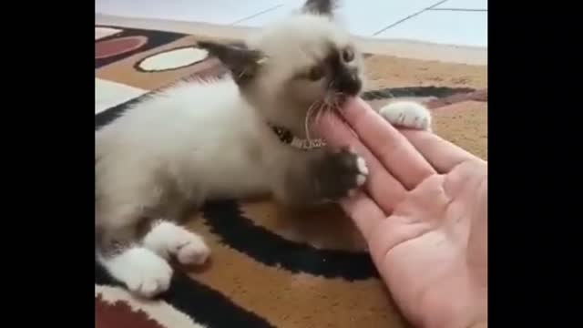 Funny & cute baby cat