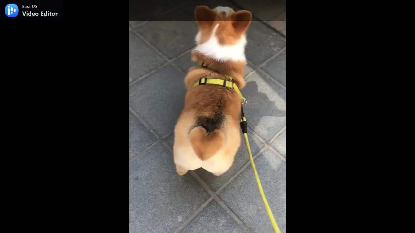 Lovely dog have a perfect walk.mp4