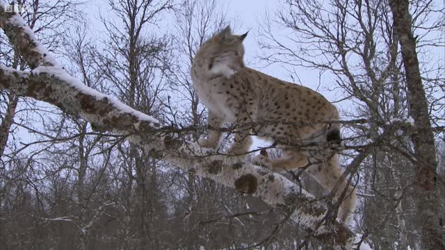 Lynx Jumps 2 Metres Straight Up! | Deadly 60 | Series 2 | BBC Earth