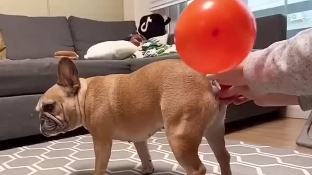 🐕 dog funny video
