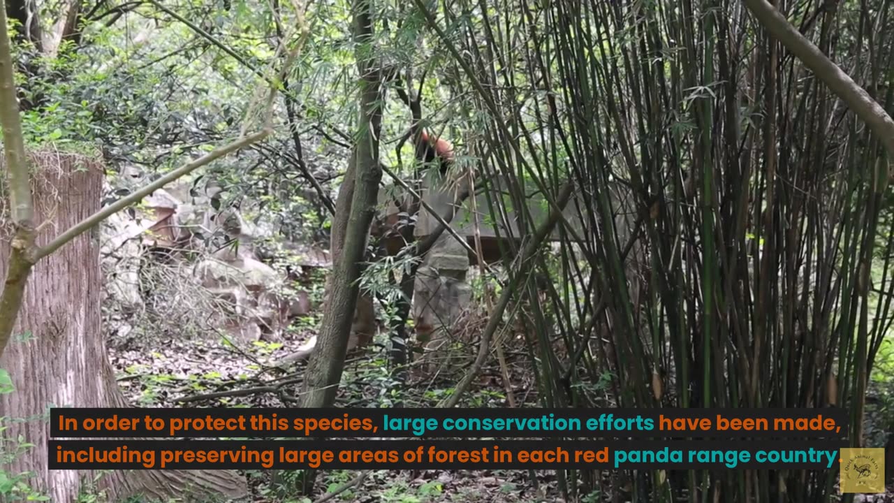 Red Panda_Exploring the Enchanting Forests of Asia