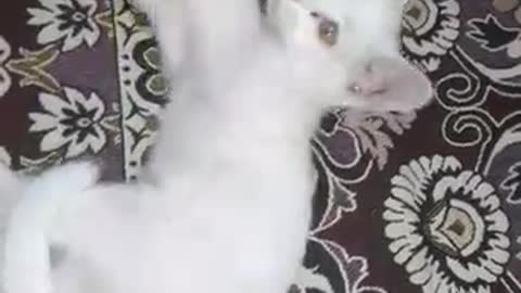 Cat playing with buddy