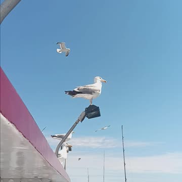 Seagulls fishfinder