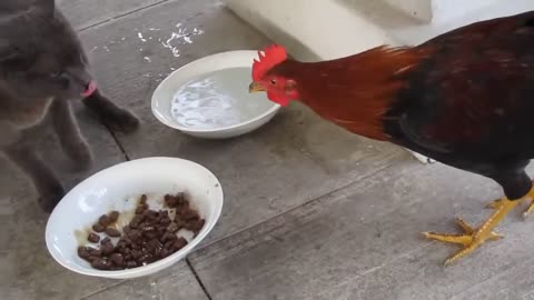 Rooster and Cat