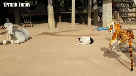 Fake Tiger Prank Dog Very Funny