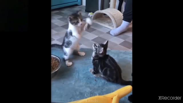 Cute and funny cats - try not to laugh and smile