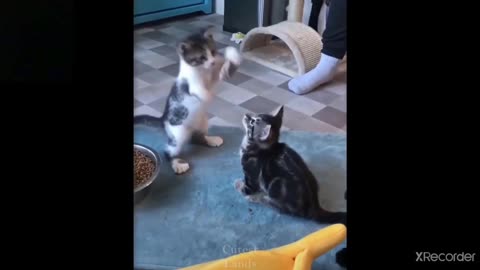 Cute and funny cats - try not to laugh and smile