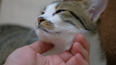 Petting a cute cat