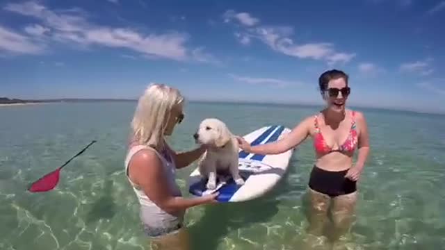 Primera sesión de paddle board para un cachorro