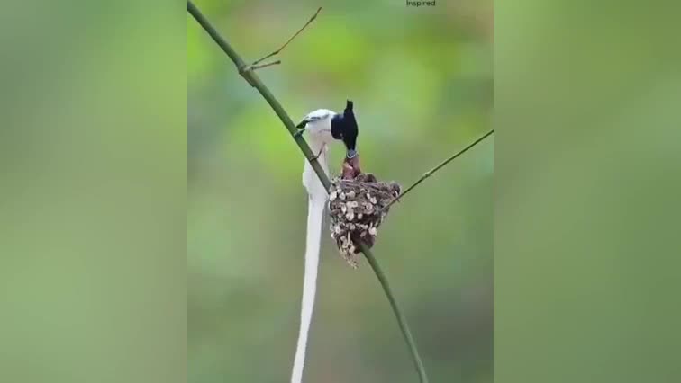 Beautiful mother birds carring their children | Nature world