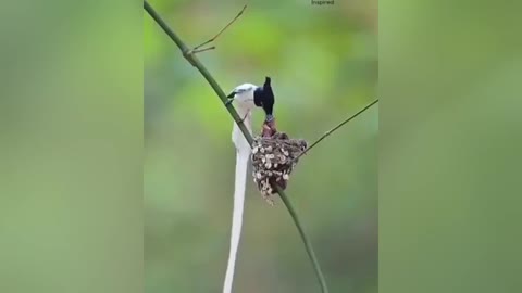 Beautiful mother birds carring their children | Nature world