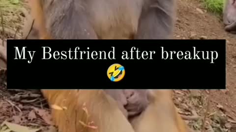 Follow and like video