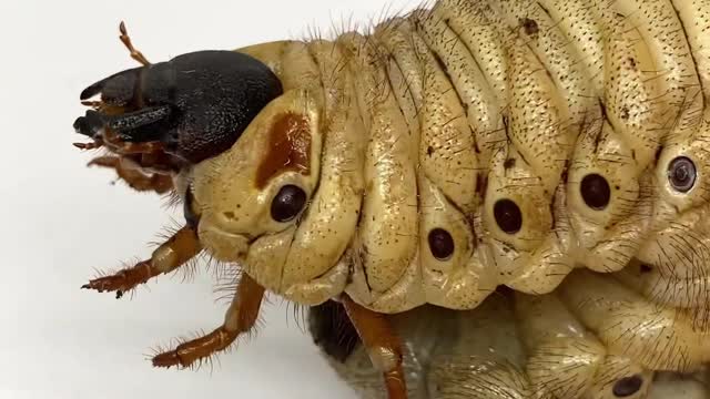 Trending on the way of insects 😂😂😂