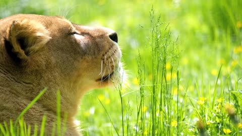 Lioness waiting for prey