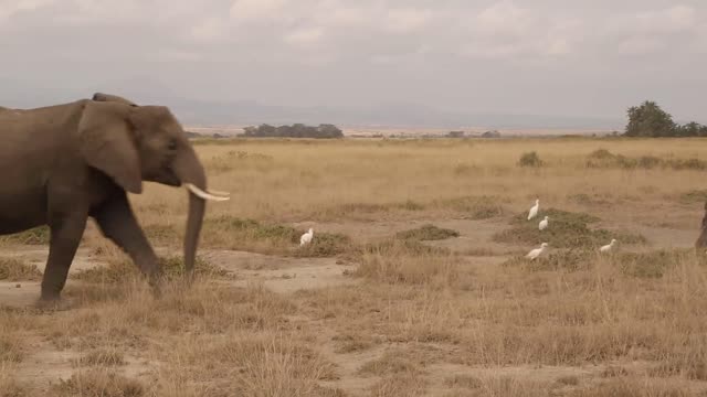 Elephants went away