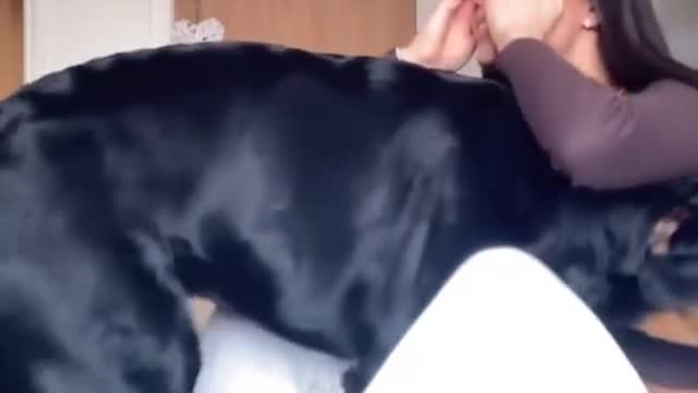 Pretended to cry look. What the Rottie React