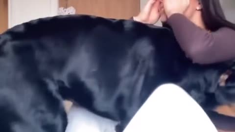 Pretended to cry look. What the Rottie React