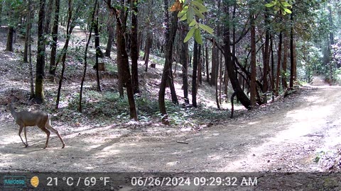 Newborn Bambi with the Zoomies Take 2