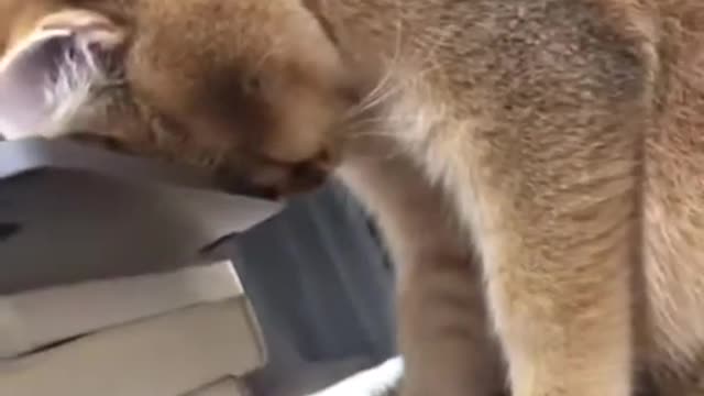 Turns out that the cat is tired and needs some sleep