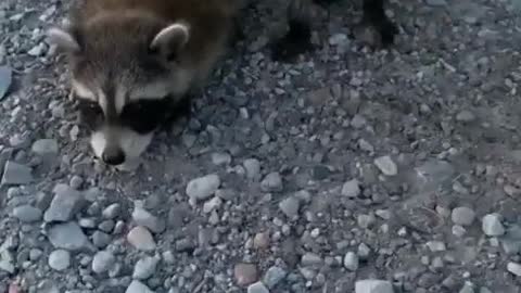 Füttere niemals ein Opossum 😂