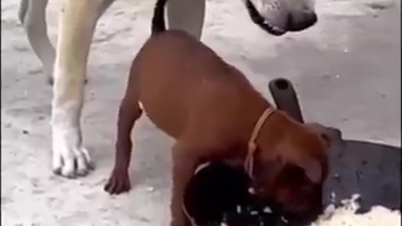 Dog teaches Respect To puppy