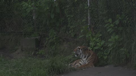 TIGER IN THE ZOO