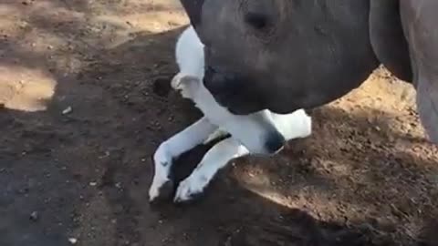 Special moments between a rhino and a dog