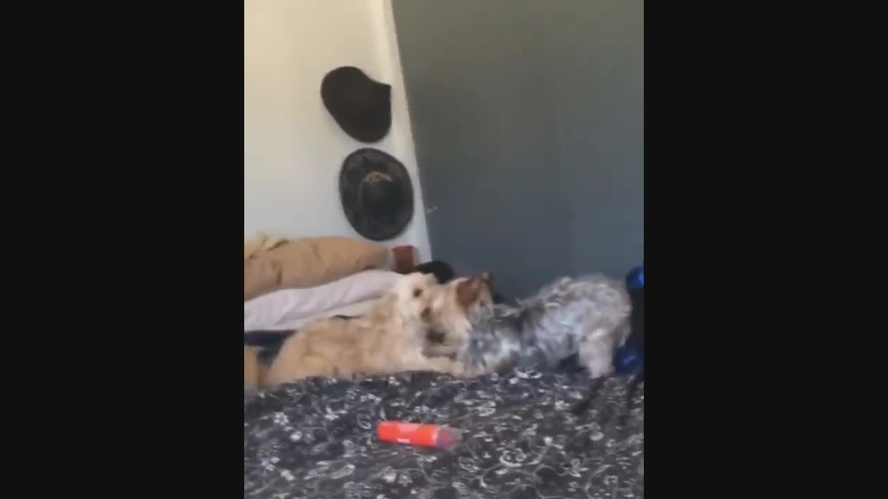 Funny animals- Animales graciosos
