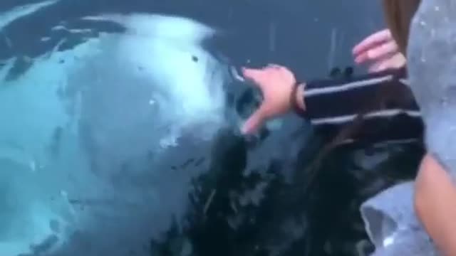 Wholesome! Beluga whale saves an iPhone from the sea in Norway