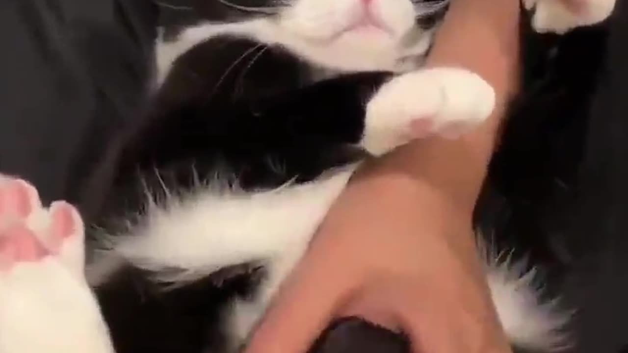 Cat enjoying massage