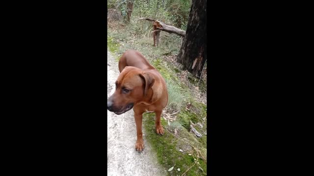 Leave a Dog in The Bush and If He Loves You ...