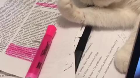 cat pushes marker away