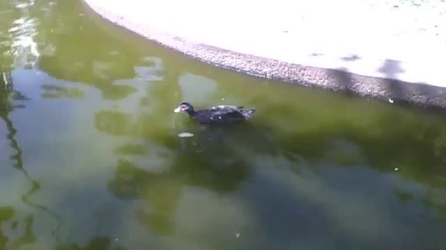 Pato curte o lago do parque numa bela tarde de sol, isso é que é lazer [Nature & Animals]