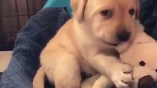 .The dog and his toys.