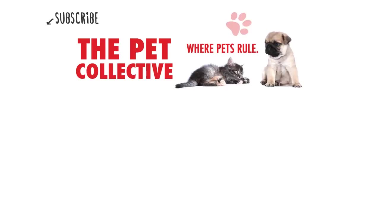 Animal Funny Video